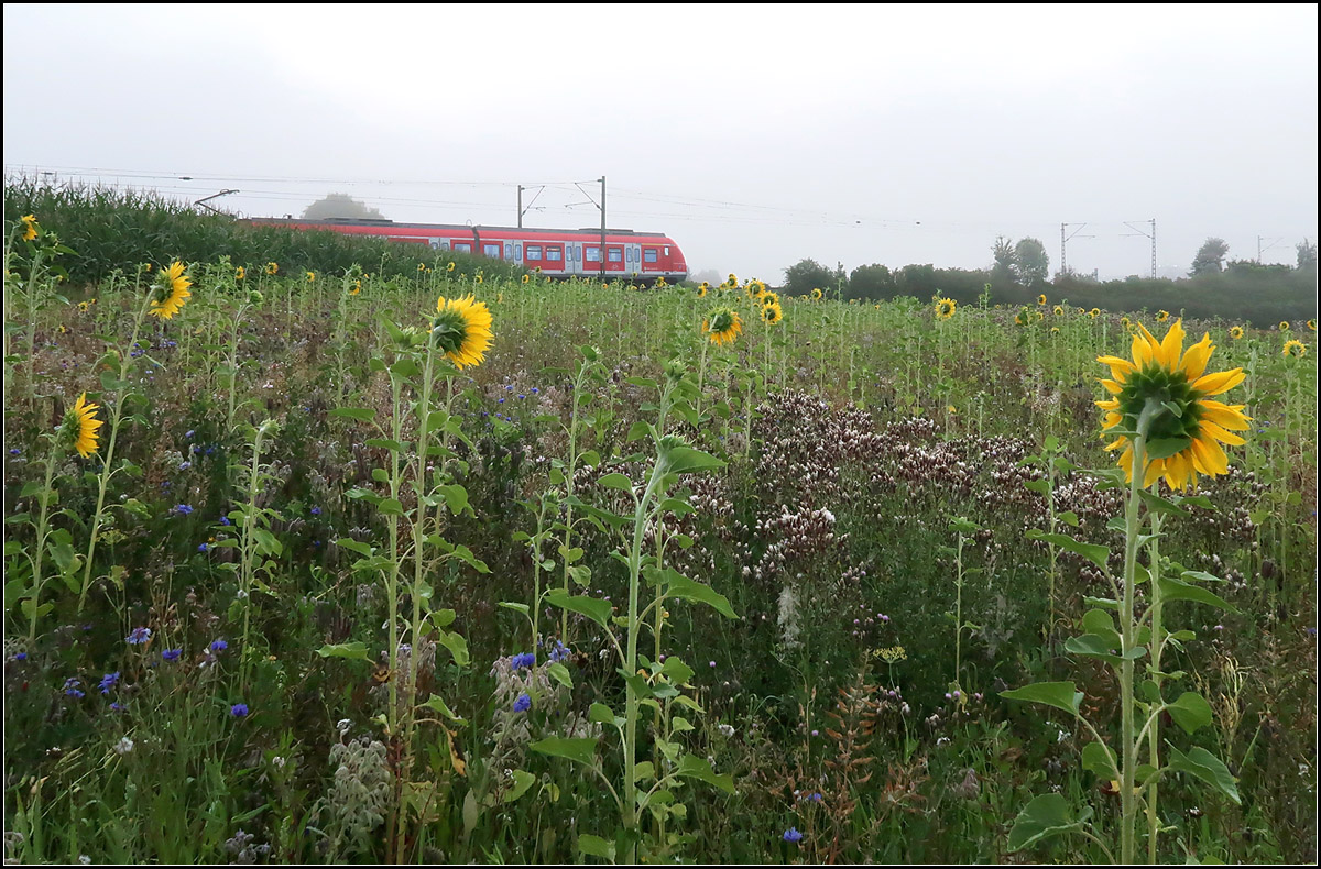 . Der noch verdeckten Sonne entgegen -

... blicken die Sonnenblumen und fährt die S-Bahn an diesem nebligen Sommermorgen. An der Remsbach bei Weinstadt-Endersbach.

21.07.2017 (M)