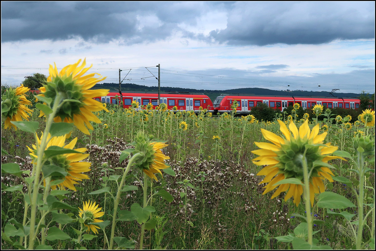 . Ein Thema, drei Variationen -

S-Bahnzug und Sonnenblumenfeld bei Weinstadt-Endersbach im Remstal. In die Knie gegangen.

27.07.2017 (M)