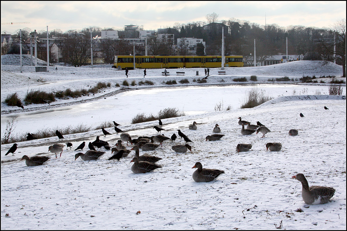 . Im Hintergrund auch ein Stadtbahn -

Aber vor dem zugefrorenen Teich fesseln die Gänse und Rabenkrähen die Aufmerksamkeit. Im Unteren Schlossgarten bei den Mineralbädern in Stuttgart.

18.01.2017 (M)