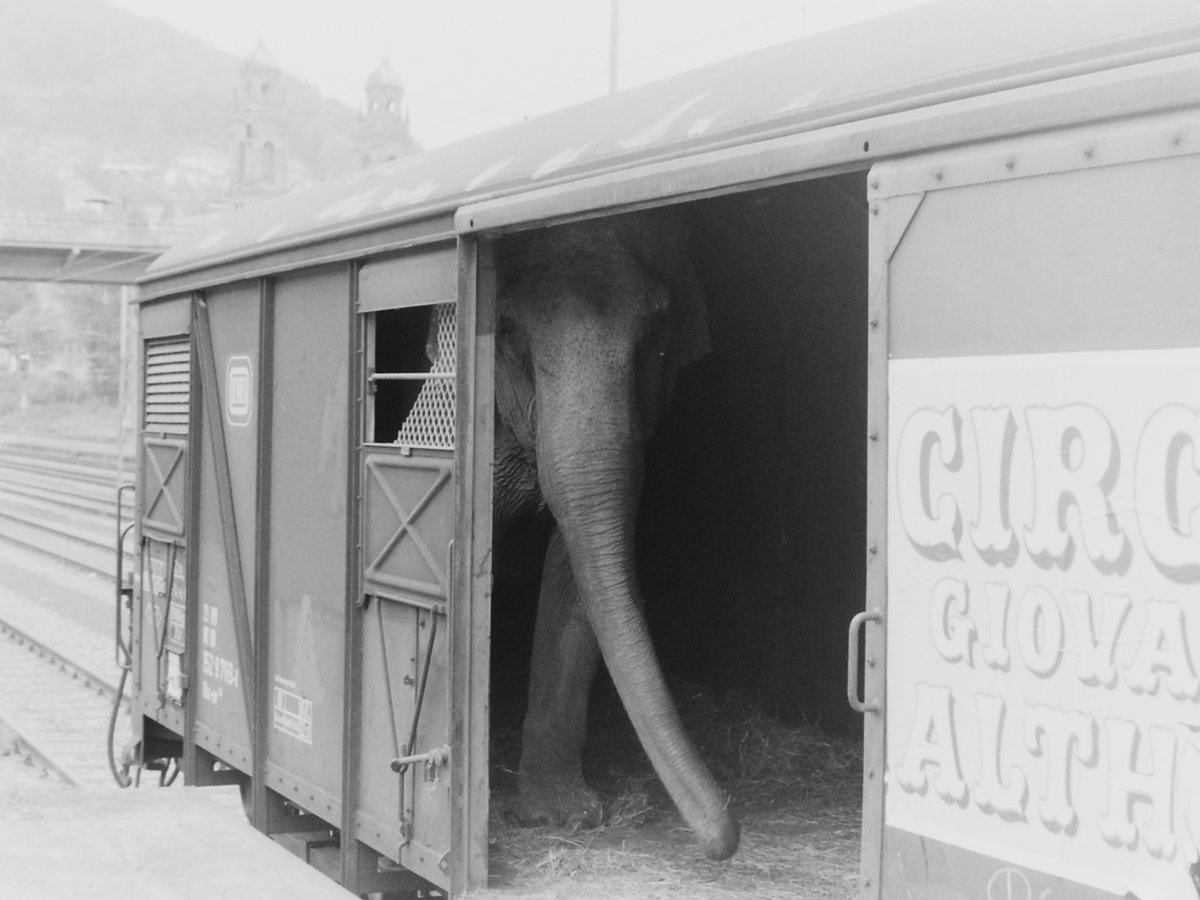Als bei der Eisenbahn noch Laderampen in Betrieb waren konnte Rudolf Pavel in Eberbach das Ausladen eines Elefanten aus einem Cirkus-Wagons ablichen. So entstand im Jahre 1998 diese Aufnahme. Leider gibt es die Laderampe in Eberbach nicht mehr und ob es noch solche Cirkuszge gibt entzieht sich meiner Kenntnis.