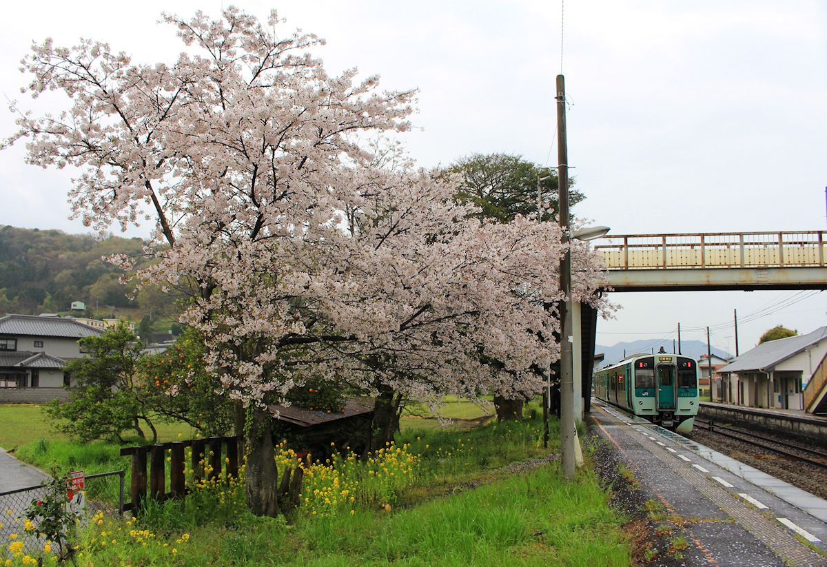 An der Strecke von Tokushima ins Innere der Insel Shikoku. Die Triebwagen 1514 und 1251 in Yamase, 3.April 2015. 