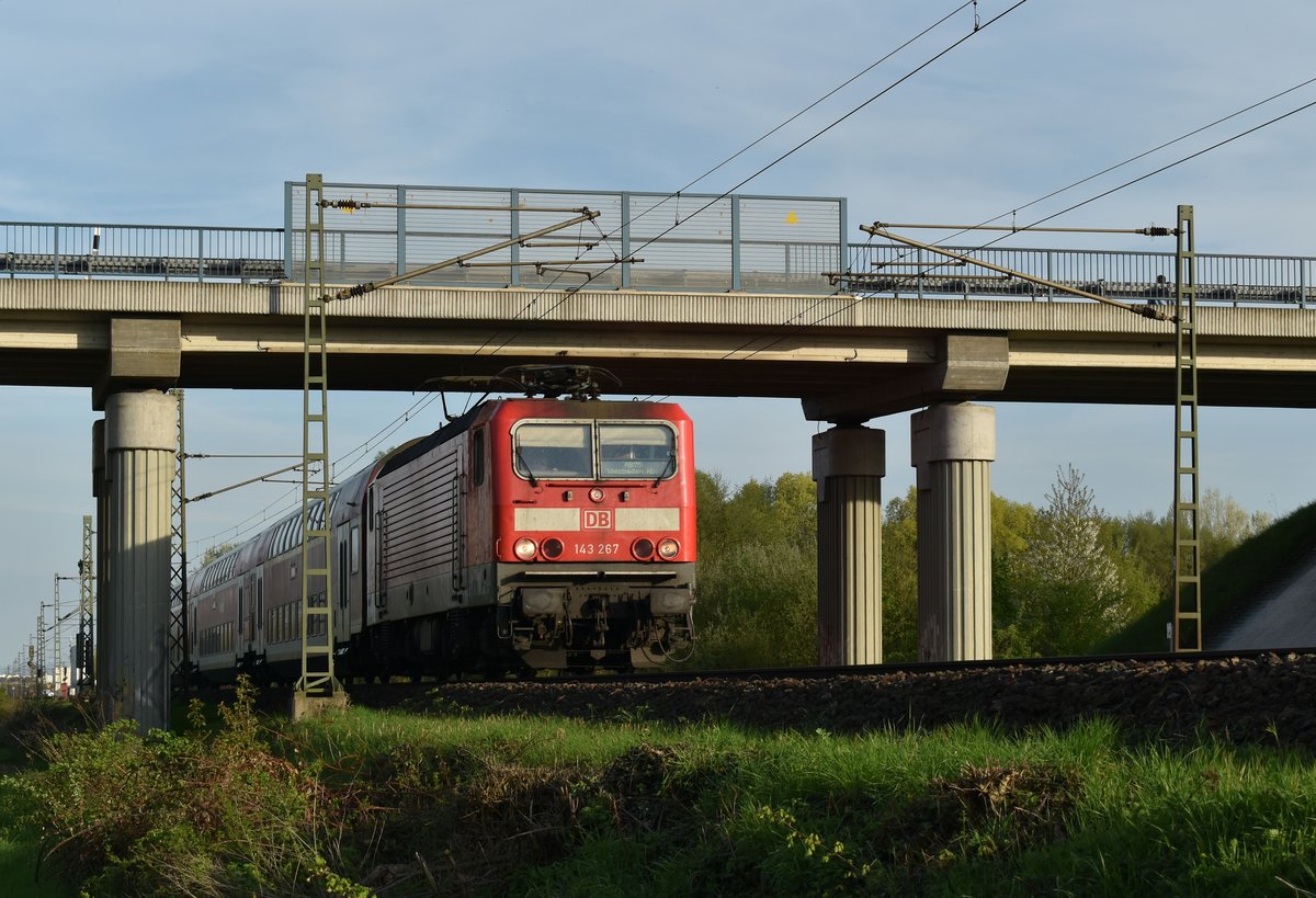 Aus Groß Gerau kommend ist hier die 143 267 bei der Einfahrt in Nauheim zu sehen,
der Zug kommt aus Aschaffenburg und ist nach Wiesbaden fahrend vor meine Optik gekommen. 17.4.2018