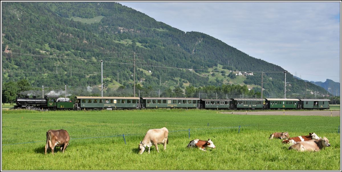 Das Vieh bei Zizers ist wenig beeindruckt vom Muttertagsdampfzug der RhB mit G 4/5 107  Albula . (13.05.20108)