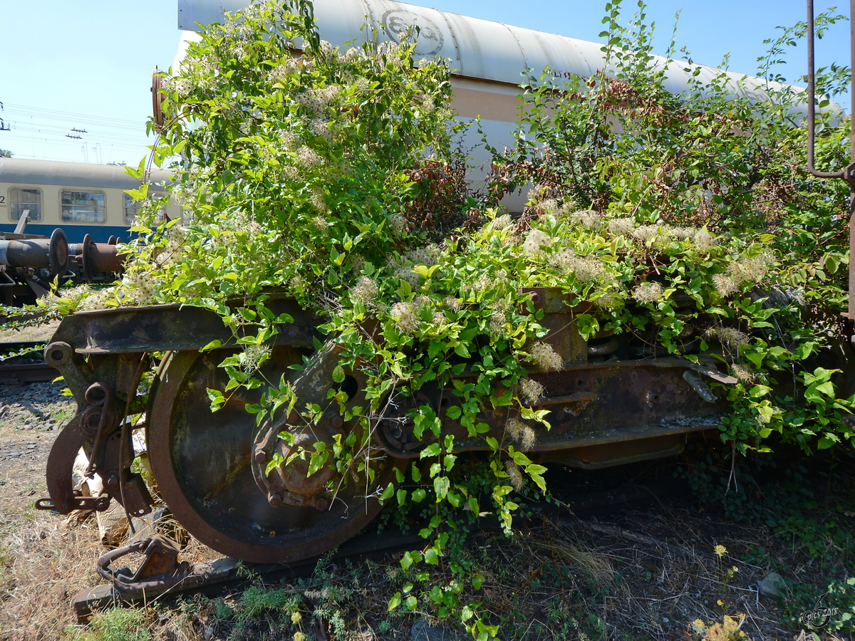 Die Natur auf dem Vormarsch. (Eisenbahnmuseum Koblenz, August 2018)