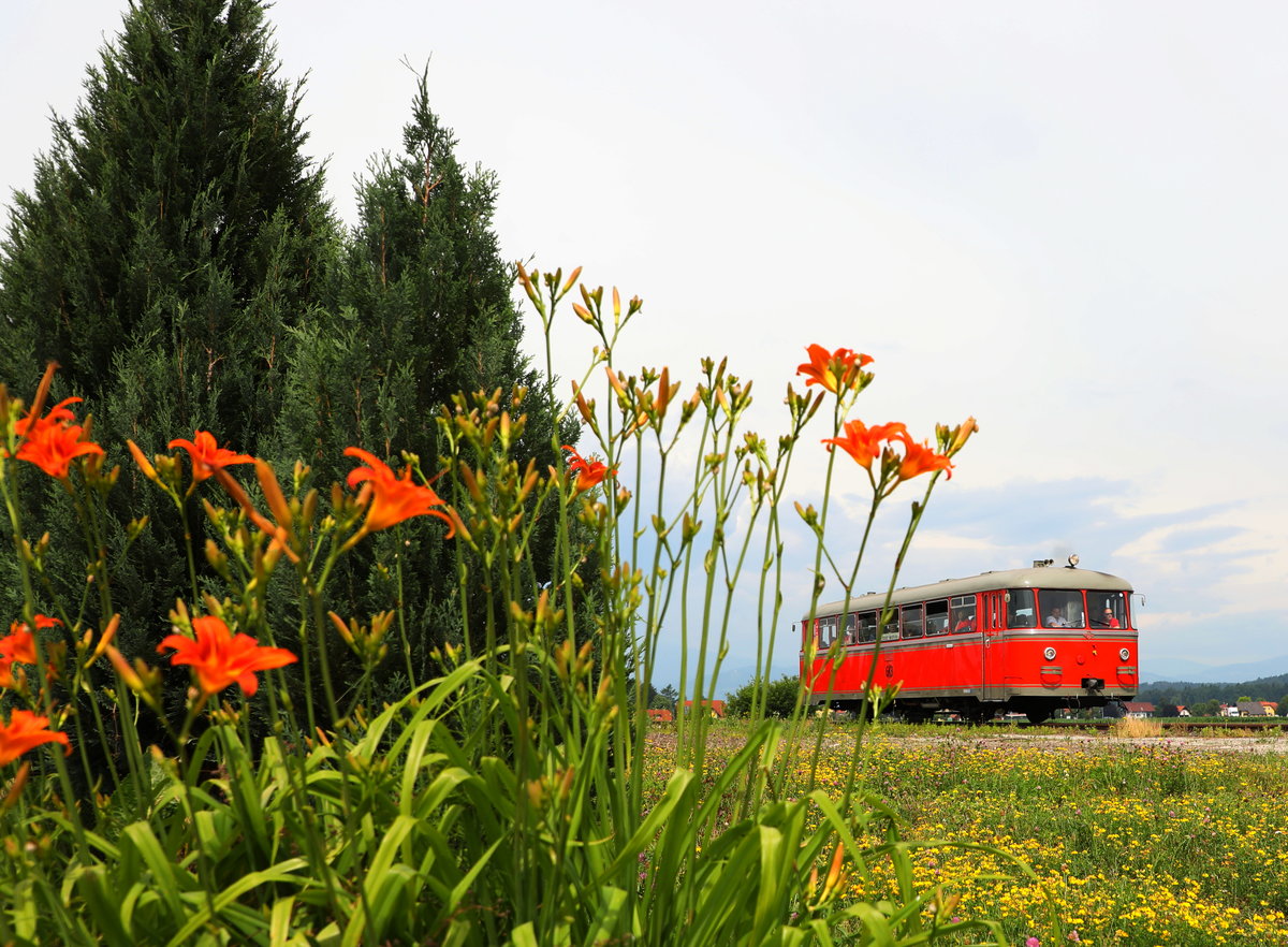 Ein Bund Taglilien säumt den Weg des  Roten Blitz  bei Gasselsdorf 
16.06.2017