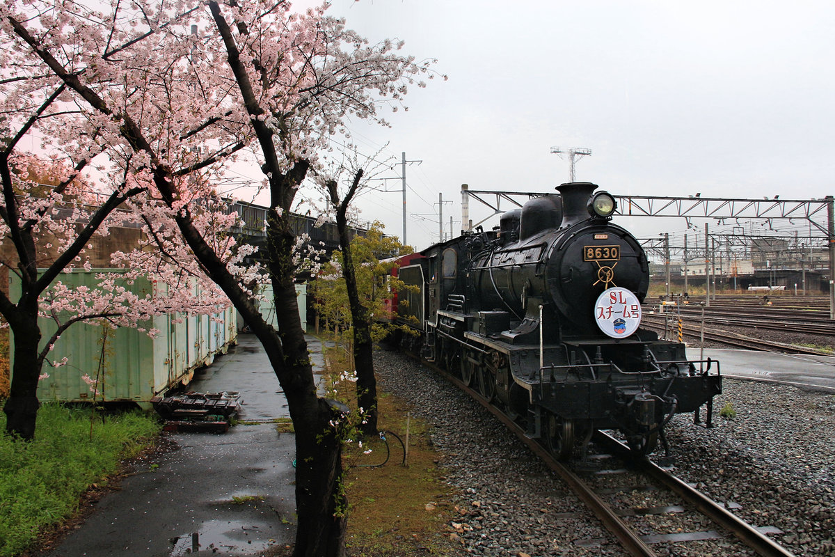 Eine aktive und eine inaktive japanische 8620: Die noch aktive Lok 8630 pafft auf den Gleisen des grossen Eisenbahnmuseums in Kyôto herum; im  real existierenden  Kirschblütenwetter, bei dem der Regen die ganze Pracht innert kurzer Zeit zu Boden schleudert. Die Lok wurde 1914 gebaut und 1972 dem Dampflokmuseum Kyôto zugeteilt. 8.April 2017  