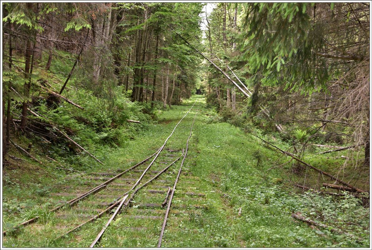 Eine Weiche mitten im Wald bringt die Lok wieder auf die richtige Seite. 1km vor dem Streckenende befindet sich diese Ausweiche.(15.06.2017)