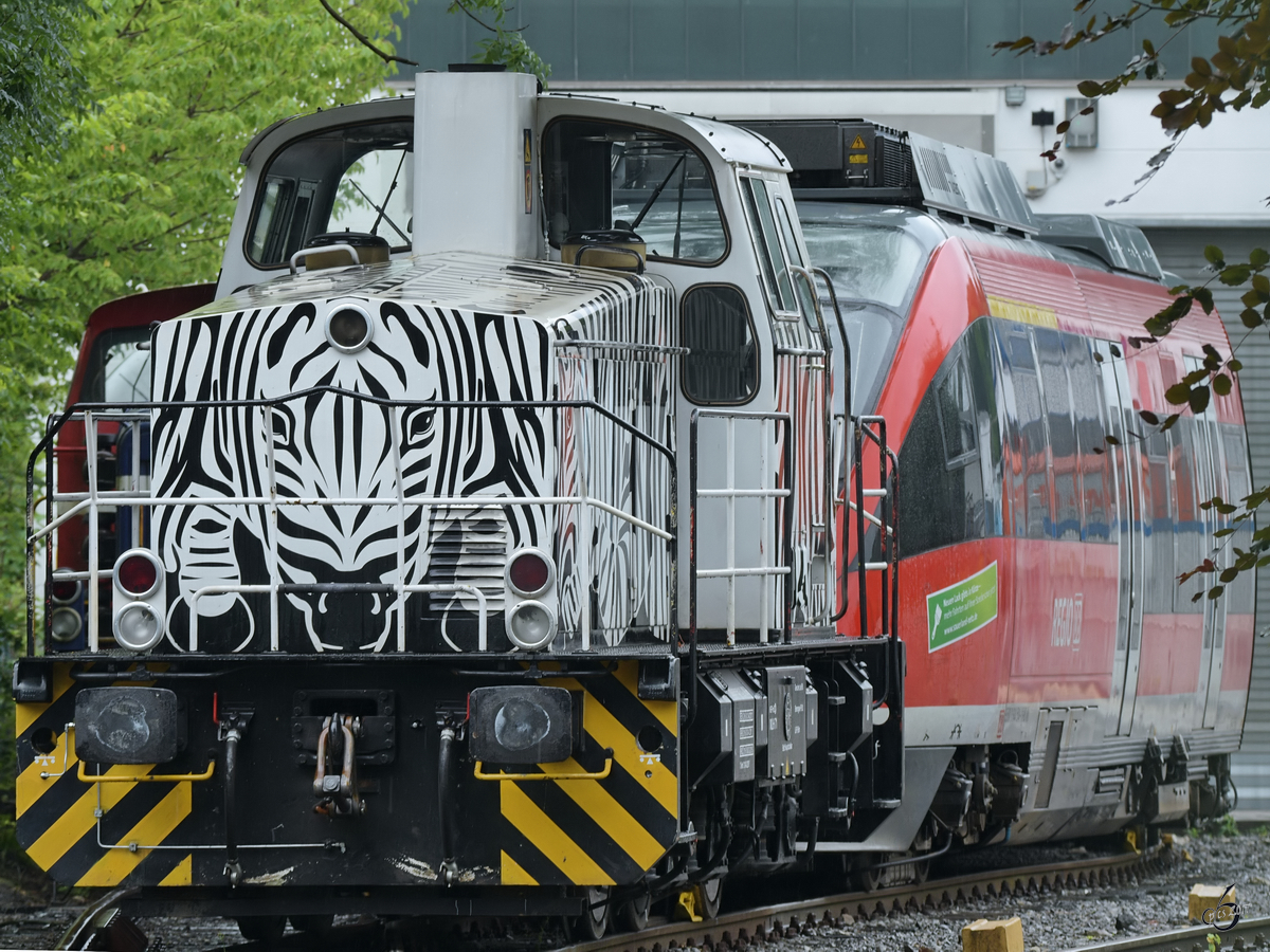 Es ist ein Zebra! Die Diesellokomotive Krauss Maffei M 700 C (WLH Lok 71) im Juli 2017 in Hattingen.