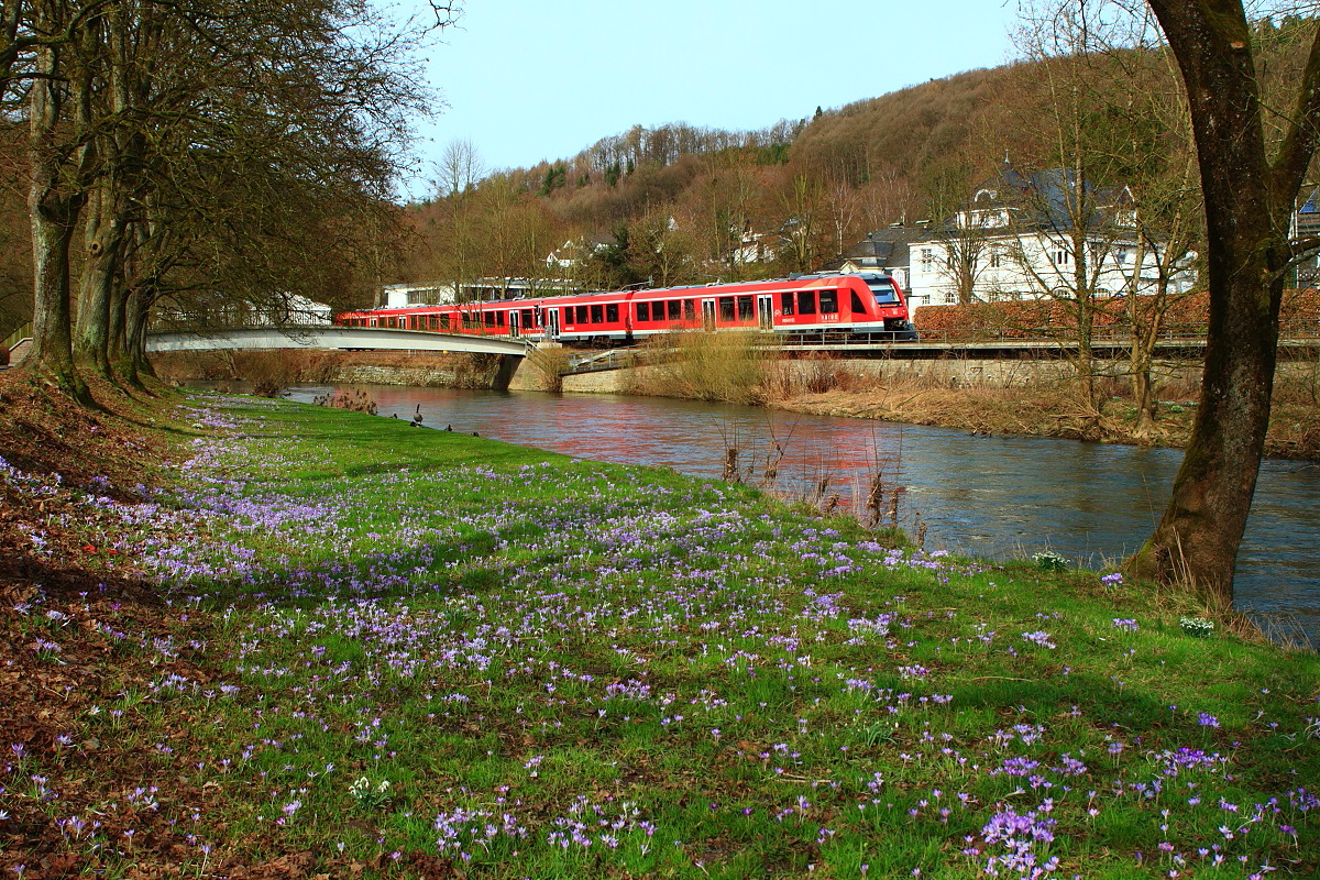 Frühlingsboten: Die ersten Krokusse blühen am 11.03.2017 am Aggerufer in Engelskirchen, im Hintergrund fährt ein 620 von Köln Hansaring in Richtung Meinerzhagen