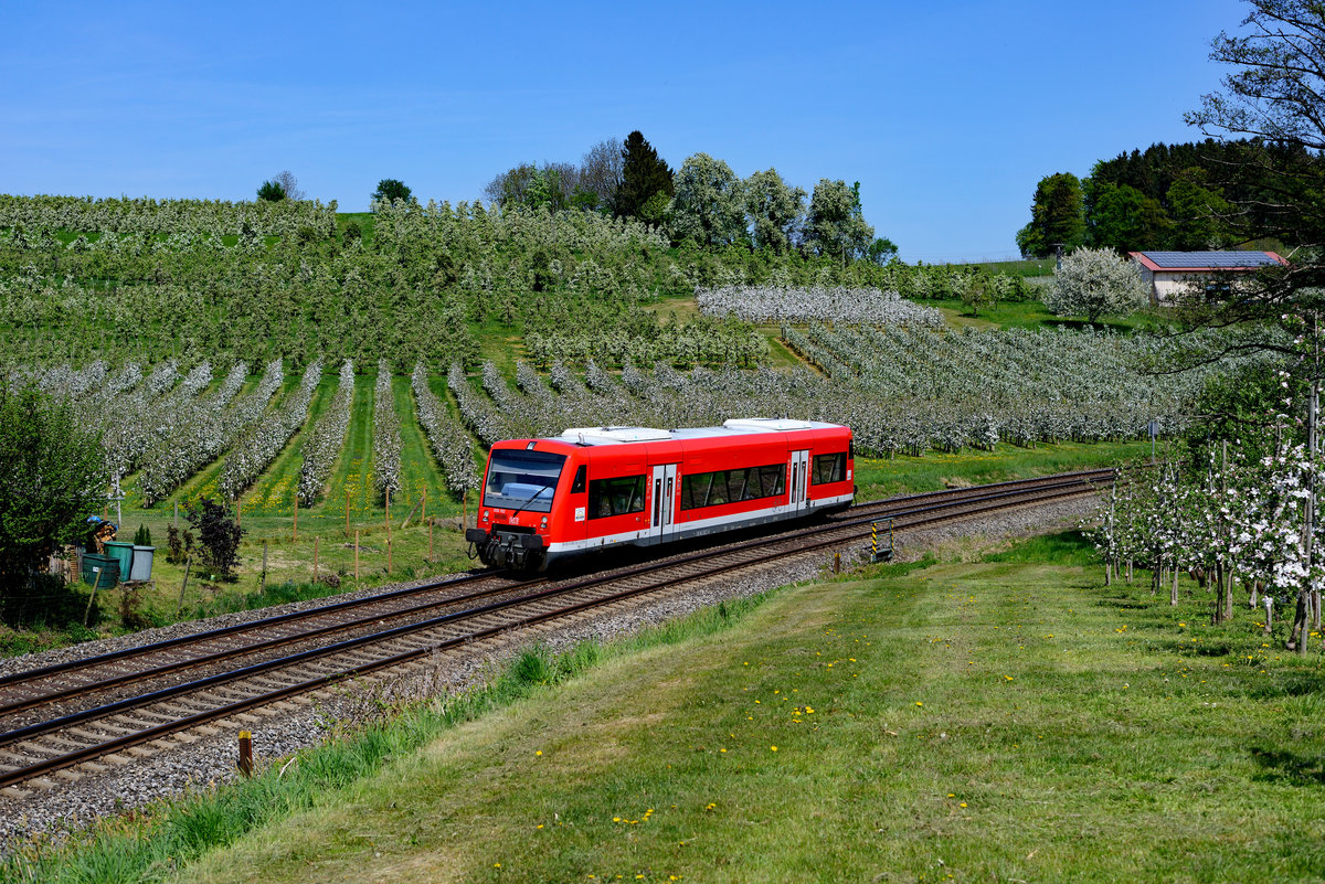 Genau die richtige Länge für das Motiv in den blühenden Apfelplantagen bei Bodolz wies der Regio-Shuttle 650 102 auf. Am 22. April 2018 war dieser als RB 22831 von Aulendorf nach Lindau HBF unterwegs. 