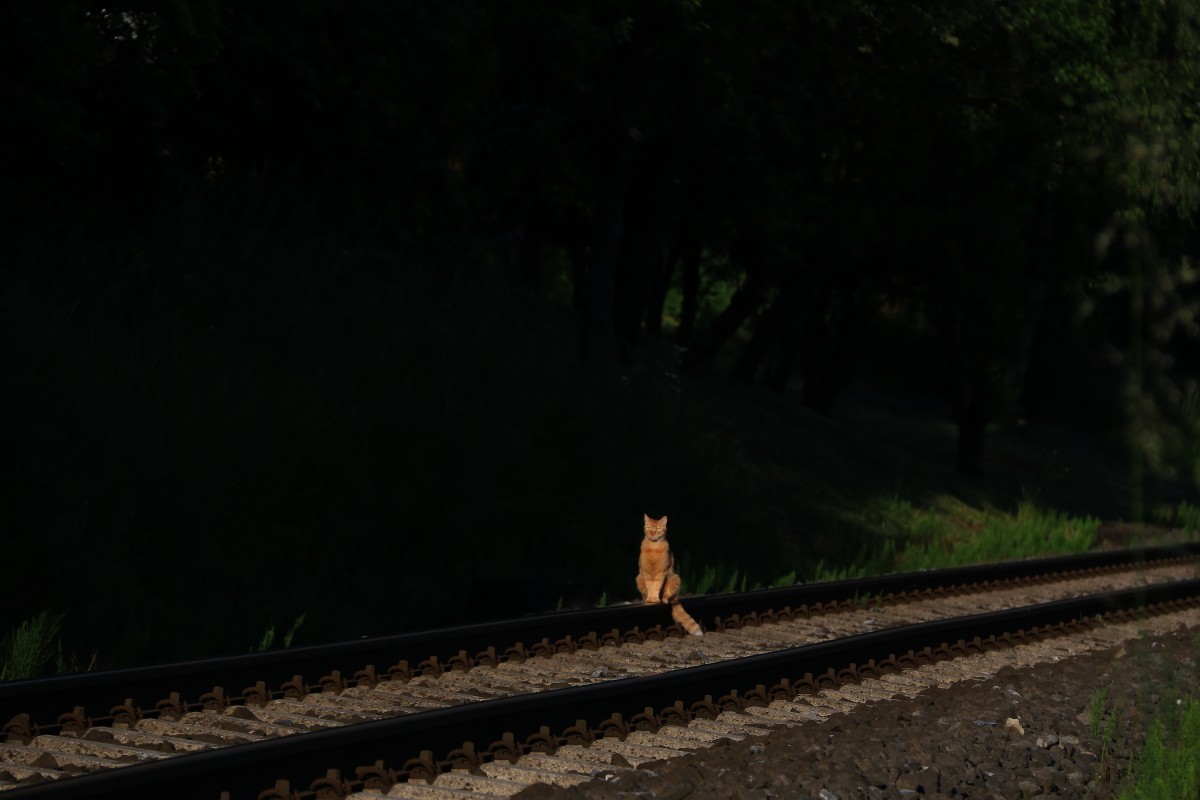 HMMMMMIAAAAAUUUUUUUUU Jetzt hab ich den Zug verpasst,......  Wurscht wart ma auf den nächsten :-) 

Die Katze auf dem Heißen Schienenkopf nächst Deutschlandsberg am 29.05.2015