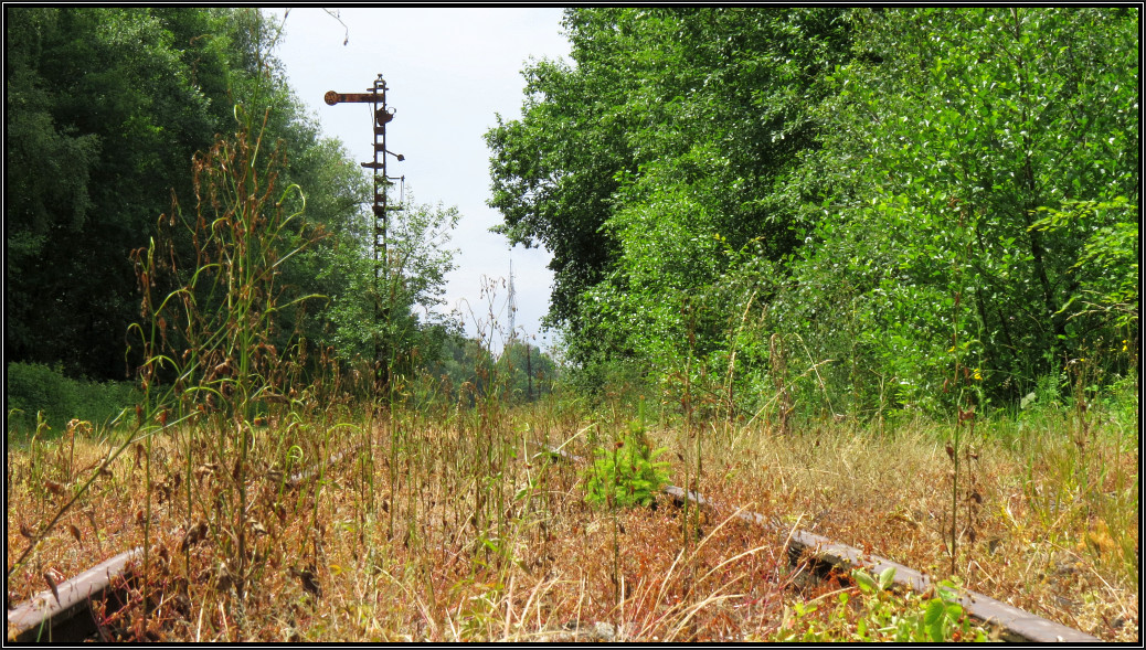 Hohes Gras und Wildwuchs lassen so langsam das Ausfahrtsgleis in Richtung Schmidthof (Walheim) verschwinden. Im Hintergrund steht noch das alte Ausfahrtssignal der Vennbahn. Szenario aus Raeren/Belgien am 23.Juni 2015. Gelände öffentlich zugänglich.