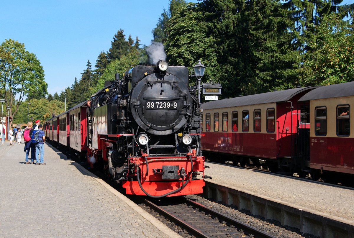 HSB 99 7239 fhrt mit Zug Nr. 8937 am 02.09.16 auf dem Weg von Wernigerode zum Brocken in den Bahnhof Drei Annen ein.