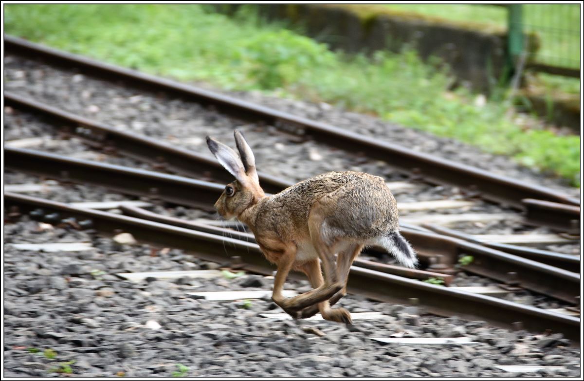 Kemencei Erdei Múzeumvasút, Kemence - Feketevölgy Panzió. Nichts wie weg. (09.06.2018)