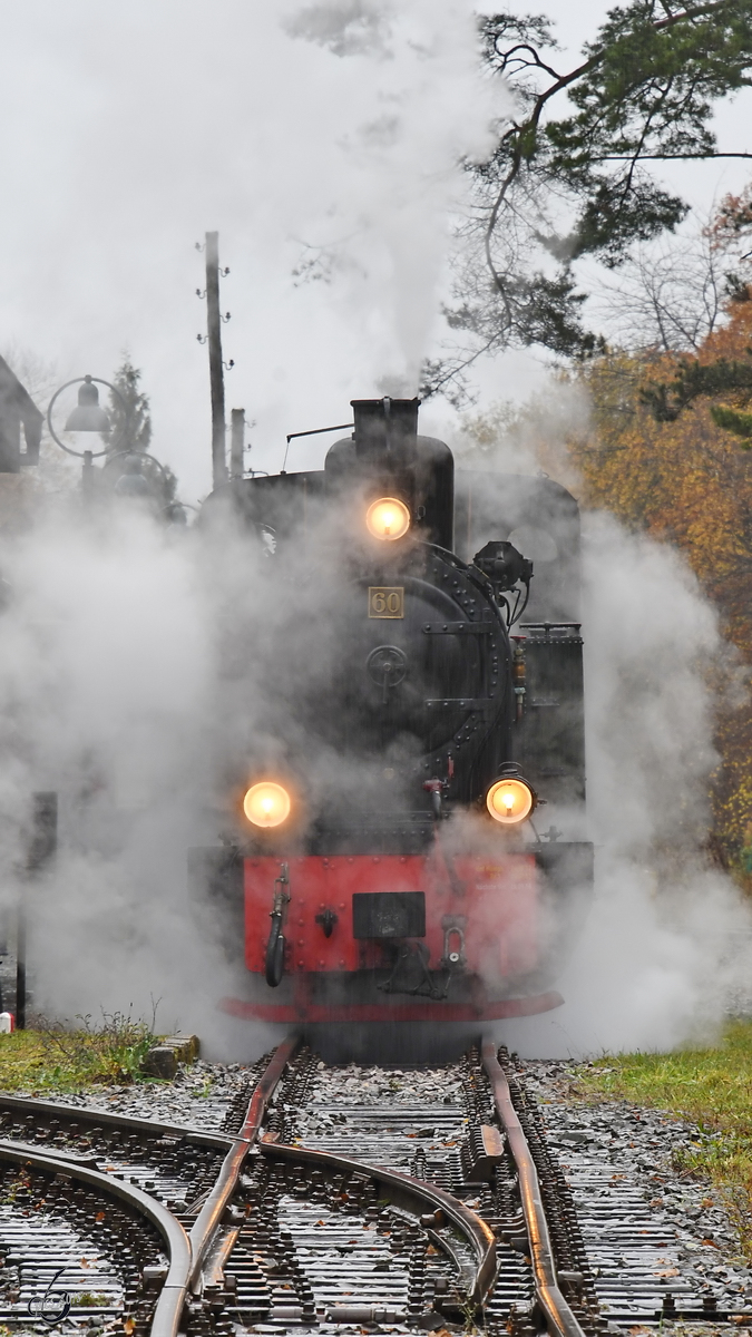 Lok 60  Bieberlies  steht ordentlich unter Dampf. (Hüinghausen, November 2018)