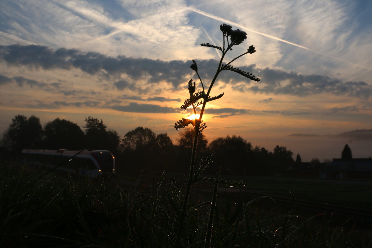 Nasse Schuhe , Nasse Socken und Nasse Füße hat mir das Bild beschert ,.. Gasselsdorf am 26.09.2016