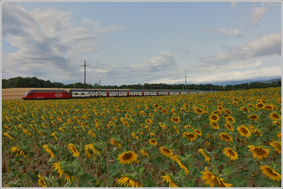 Re 460 mit IR 2523 nach Luzern bei Allaman.
(08.07.2015)