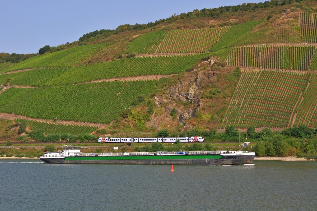 Unbekannter DB-Regio-Triebzug der BR 429 als RE 2 (4259)  SÜWEX  Koblenz Hbf - Frankfurt (Main) Hbf am  Bopparder Hamm zwischen Spay und Boppard 09.09.16.