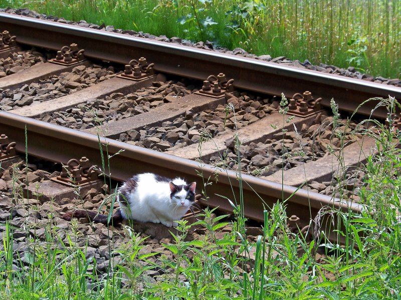 Beim Warten auf den Zug wieder mal 'ne Miezekatze entdeckt . so bse wie die guckt hab' ich sie wahrscheinlich gerade beim Schlafen gestrt, oder die wartet auch auf den Zug...?? In Zwota-Zechenbach, 7.7.09.