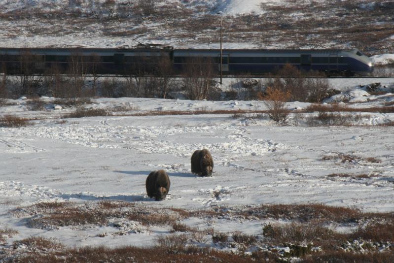 Tundra live! While two musk ox graze in Dovre, a