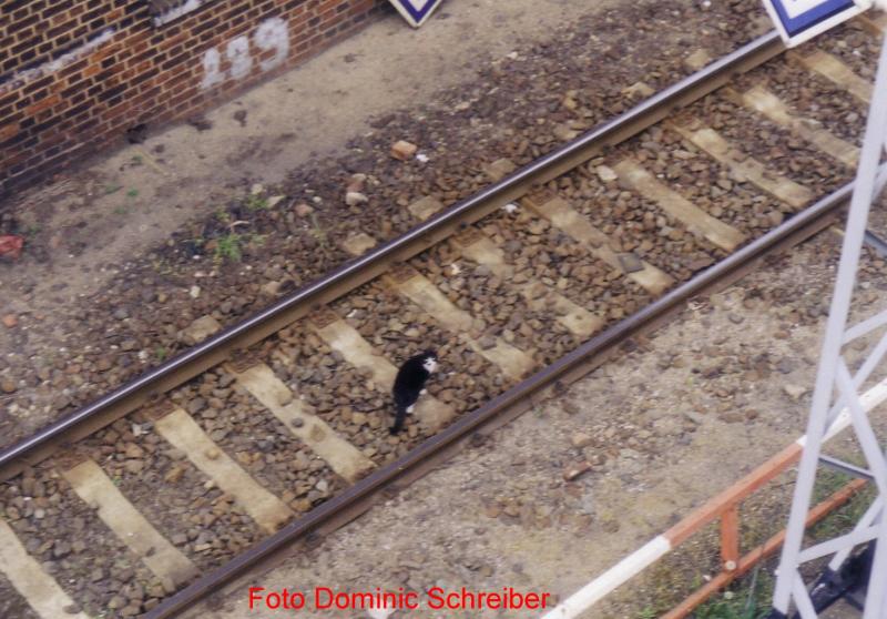 Na hoffentlich kommt jetzt kein Zug! Aufgenommen in Wustermark 