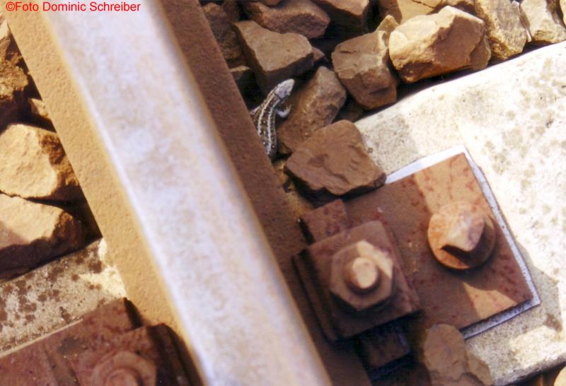 No fear here, hardly anything goes! Lizard in the track.