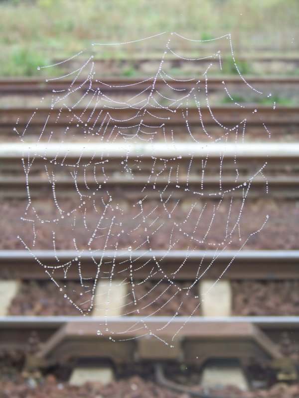 Spinnennetz als Bahnimpression im L�bbenauer Bahnhof gesehen. 27.09.2008 