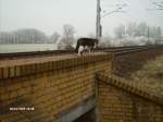 Der Kater Big Boss bei der Br�ckenkontrolle an der KBS ...