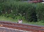 Bahn und Tiere Und ich habe immer gedacht den Beruf des Streckenl�ufer gibt es nicht mehr,doch an einem Abend entdeckte ich diesen 'Streckenl�ufer' in Bergen/R�gen.