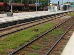 Bahn und Tiere (29 Fotos)