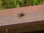 Fette fiese Fliege auf ...  Mario Sch�rholz 19.09.2010