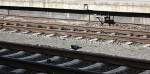 T�ubchen sitz auf Schine ...  Thomas Flebbe 01.05.2011
