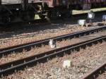 Die Bahnhofskatze,von Bergen/R�gen,bei ihrer ...  Mirko Schmidt 22.08.2011