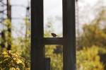Bahn und Tiere (69 Photos)