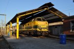 6243 sonnt sich in ihrem Unterschlupf. Tag der offenen Tr in Kinkempois am 16.10.2011