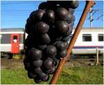 Traubenzeit.
Bei Villnachern mit Zug ...  Erich Gillard 17.10.2010