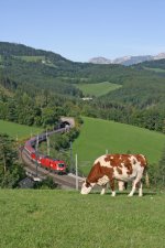 1016.039+1144.037 mit EC-531 st�ren die Kuh nicht wirklich. Eichberg 3.9.11 ...
