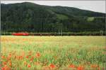 Roter Ochse f�hrt durch&acute;s rote Mohnfeld ;O)
Seiz 2009  ...
