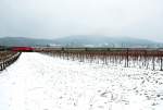 Eurocity 71 Gustav Mahler , unterwegs im Schneeschauer durch die Weinberge ...