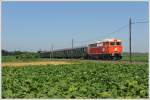 br-2043 Anl�sslich der Feierlichkeiten 125 Jahre Radkersburgerbahn wurde am 10.7.2010 von Wien Franz-Josefs-Bf aus Sonderzug E 16245 nach Bad Radkersburg in Verkehr gesetzt. Bis Spielfeld-Stra� von der altw�rtigen 1042 041 bespannt, wurde er dort von der neu aufgearbeiteten 2043 005 aus Linz bespannt, die mit Hilfe einiger Leute zu diesem Zweck in die Steiermark gebracht werden konnte, und im Zuge dieser Fahrt auch ihre erste Probefahrt nach der Aufarbeitung mit Bravur absolviert hat. Die Aufnahme zeigt den Zug auf der nicht elektrifizierten Strecke zw. Spielfeld-Stra� und Bad Radkersburg in Schwarza.