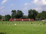 W�hrend die K�he in der Feierabend Sonne liegen, darf der ...
