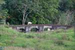 Kalb statt Zug auf der Steinbogenbrcke. Whrend Streckenbegehung am 13. Mrz 2013, 17:36