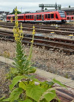  Mahnender Blumenfinger  an die BR 620 im Bf Euskirchen, sich auf der Strecke Köln - Eifel - endlich mal mehr Pünktlichkeit anzugewöhnen - 16.07.2016