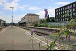 Im Einklang mit der Natur...
So gesehen auf Bahnsteig 2/3 im Bahnhof Friedrichshafen Stadt, Blickrichtung Empfangsgebäude.
[11.7.2018 | 11:48 Uhr]