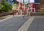 Möwenkücken steht an der Umlaufsperre des Überganges für Reisende im Bahnhof Puttgarden. - 20.06.2014