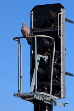 Der Signalmastkorb wurde von einer Taube besetzt.