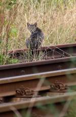 Die noch vor wenigen Minuten scheinende Sonne  hat die Gleise angewrmt und die  Katze selbige als Ruheplatz ausgewhlt. Aber ein ganz ruhiges Gewissen hat sie wohl nicht, denn sie ugt  mitrauisch zum Fotografen. 31.08.2013 gegen 15:37 Uhr.