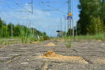 In Wefensleben sind auf Bahnsteig 2 überall kleine Sandhäufchen von Ameisenbauten zu sehen.