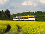 Ein Eurobahn Talent fährt als RB71 in der Verbindungskurve zwischen Kichlengern und Herford durch die blühenden Rapsfelder.