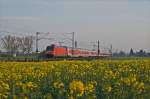 101 120-4 zieht den CNL 473 Koebenhavn H - Basel SBB im ersten Licht durch die Rapsfelder bei Biebesheim.